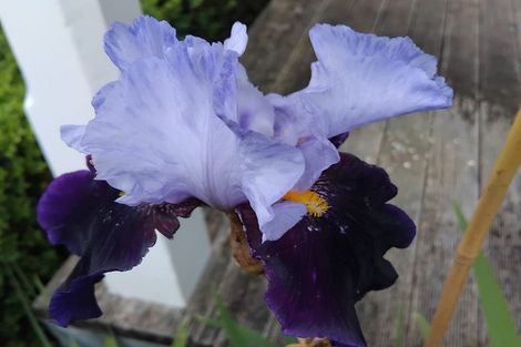 Photo of property in 21 Signal Street, Marton, 4710