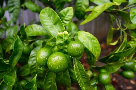 Photo of property in 5 Oakeley Rise, Feilding, 4702