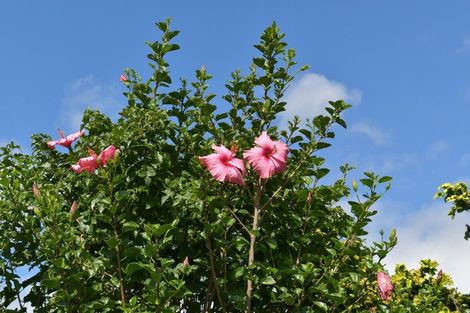 Photo of property in 56 Sapphire Drive, Hairini, Tauranga, 3112