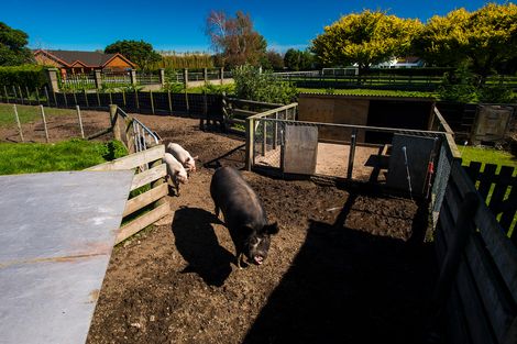 Photo of property in 24 Cameron Road, Makauri, Gisborne, 4071