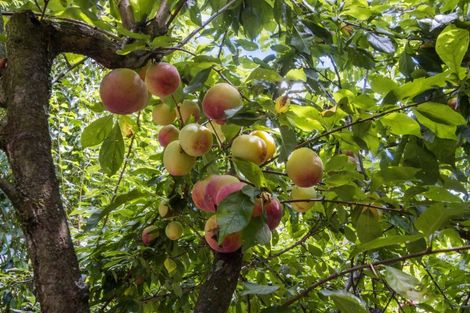 Photo of property in 10 Richmal Street, Waihi, 3610