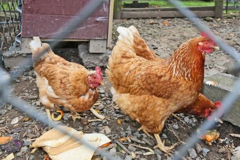 Photo of property in 729 Te Aute Road, Pakipaki, Hastings, 4172