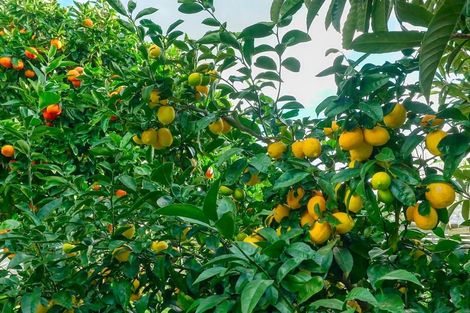 Photo of property in 163 Tanners Point Road, Tanners Point, Katikati, 3177