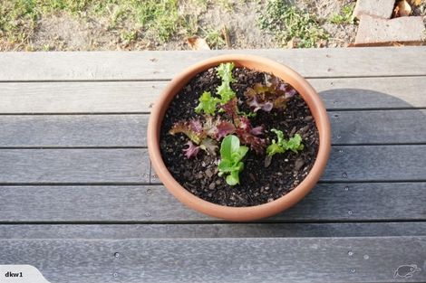 Photo of property in 83 Holly Road, St Albans, Christchurch, 8014