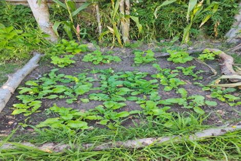 Photo of property in 55 Williamson Avenue, Belmont, Auckland, 0622