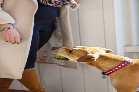 Photo of property in 20a Tiora Place, Upper Riccarton, Christchurch, 8041