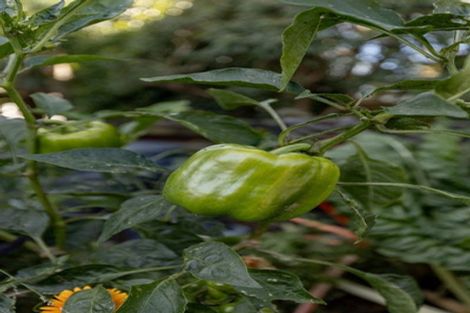 Photo of property in 6 Coppelia Avenue, Omokoroa, 3114