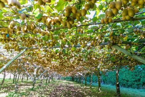 Photo of property in 93 Te Puna Quarry Road, Minden, Tauranga, 3179