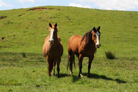Photo of property in 549 Whiriwhiri Road, Otaua, Waiuku, 2682