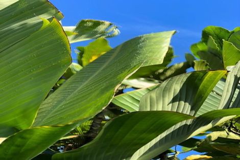 Photo of property in 7 Rangi Avenue, Schnapper Rock, Auckland, 0632