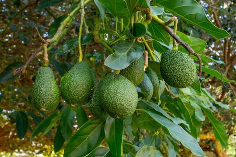 Photo of property in 82 Macloughlin Drive, Te Puke, 3119