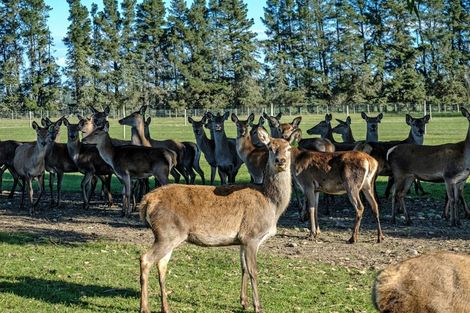 Photo of property in 99 Mitcham Road, Allenton, Ashburton, 7772