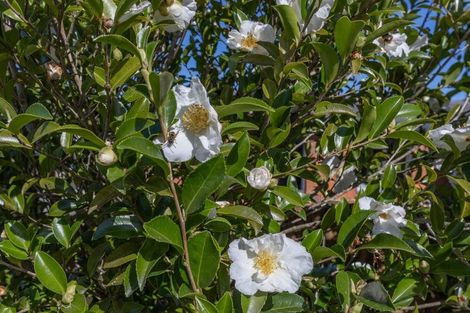 Photo of property in 15 Rata Avenue, Huntly, 3700