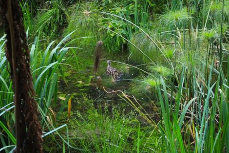Photo of property in 2567 Rings Road, Coromandel, 3506