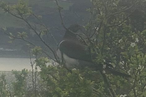 Photo of property in 13 Roebuck Rise, Broad Bay, Dunedin, 9014