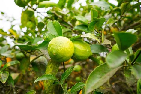 Photo of property in 97 Tutaenui Road, Marton, 4710