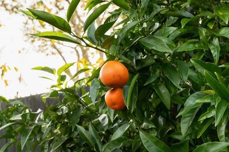 Photo of property in 35 Millers Road, Brookfield, Tauranga, 3110