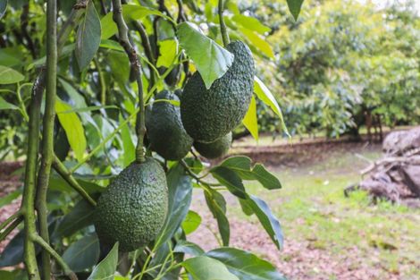 Photo of property in 680 Welcome Bay Road, Waitao, Tauranga, 3175