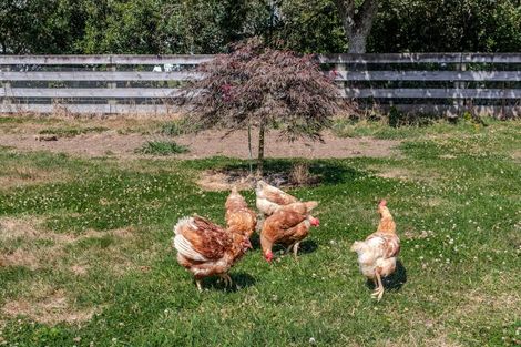 Photo of property in 681 Beechey Street, Pirongia, 3802