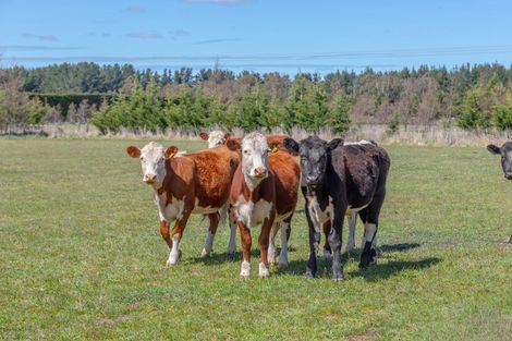 Photo of property in 1429 Hororata Dunsandel Road, Dunsandel, Leeston, 7682