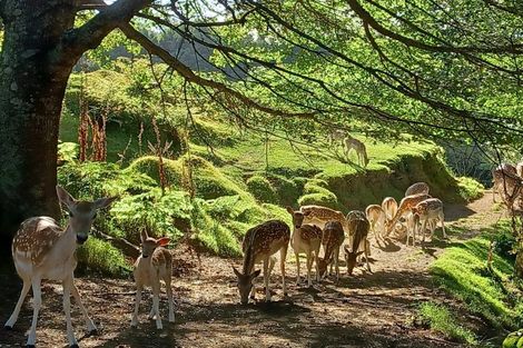 Photo of property in 480b Youngson Road, Whakamarama, 3179