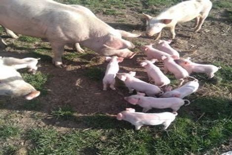 Photo of property in 372 Lindsay Calcium Road, Isla Bank, Otautau, 9683