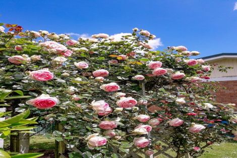 Photo of property in 5 Eleanor Place, Whakatane, 3120