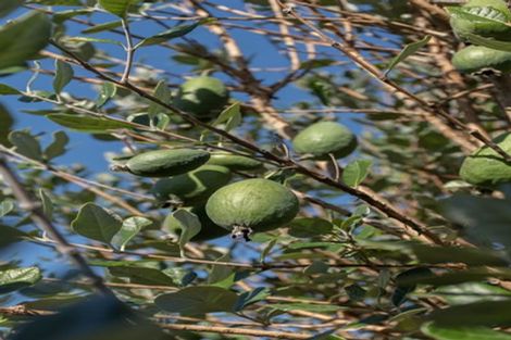Photo of property in 39 Paterson Street, Mount Maunganui, 3116