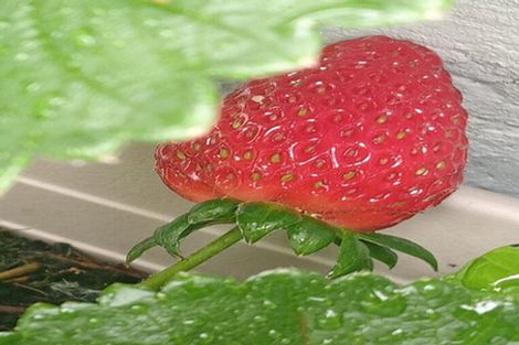 Photo of property in 44a Waverley Avenue, Glenfield, Auckland, 0629