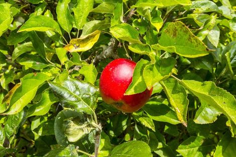 Photo of property in 85 Shakespeare Avenue, Trentham, Upper Hutt, 5018