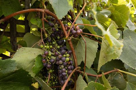 Photo of property in 530 Taniwha Road, Waerenga, Te Kauwhata, 3781