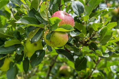 Photo of property in 263a Walton Road, Richmond Downs, Walton, 3475