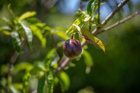 Photo of property in 240a Blueskin Road, Brunswick, Whanganui, 4571
