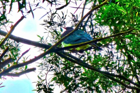 Photo of property in 416 Pinehill Road, Waimamaku, Kaikohe, 0473