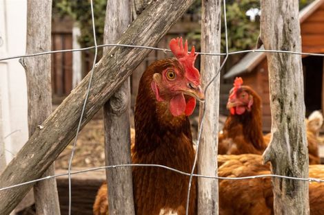 Photo of property in 95 Howick Road, Redwoodtown, Blenheim, 7201