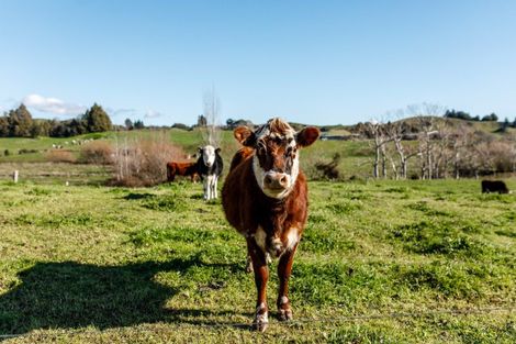 Photo of property in 25 Lerwick Lane, Nukuhou, Waimana, 3196