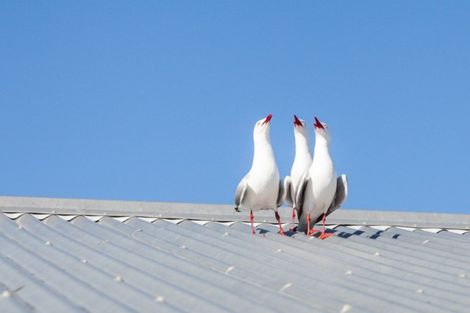 Photo of property in 16 Harsant Avenue, Hahei, Whitianga, 3591