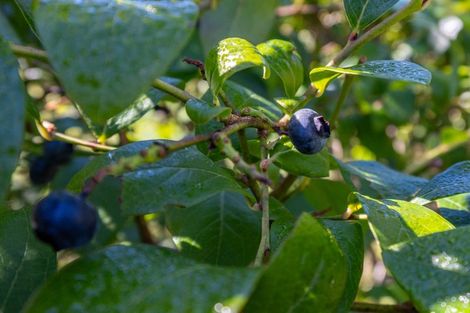 Photo of property in Ruatiti Cottage, 1693 Ruatiti Road, Ruatiti, Raetihi, 4696