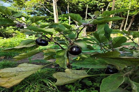 Photo of property in 55 Williamson Avenue, Belmont, Auckland, 0622