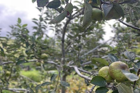 Photo of property in 1982 Diggers Valley Road, Kaitaia, 0481