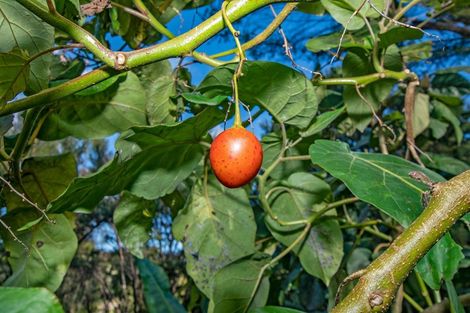 Photo of property in 633 Ormiston Road, Waipu, 0582