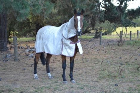 Photo of property in 91 Conways Road, Cust, Rangiora, 7471