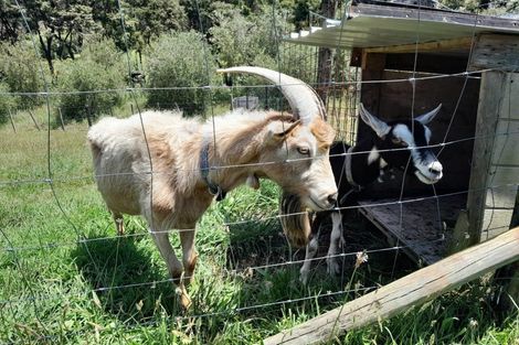 Photo of property in 18 Kawhina Lane, Kuaotunu, Whitianga, 3592