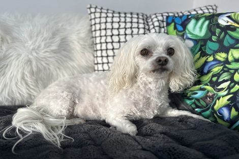 Photo of property in 11 Doug Jensen Street, Wallaceville, Upper Hutt, 5018