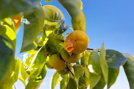 Photo of property in 102 Trewavas Street, Motueka, 7120