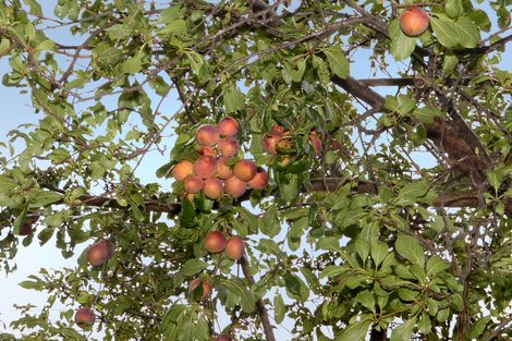 Photo of property in 70 Gladstone Road North, Mosgiel, 9024