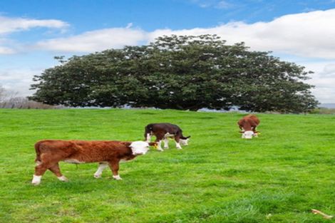 Photo of property in 115 Gunn Road, Matamata, 3472