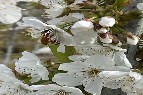 Photo of property in 592 Springvale Road, Springvale, Alexandra, 9393