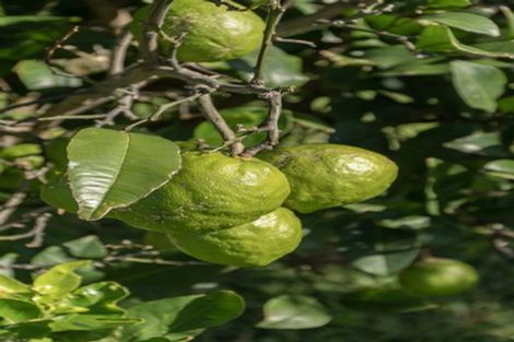 Photo of property in 39 Paterson Street, Mount Maunganui, 3116