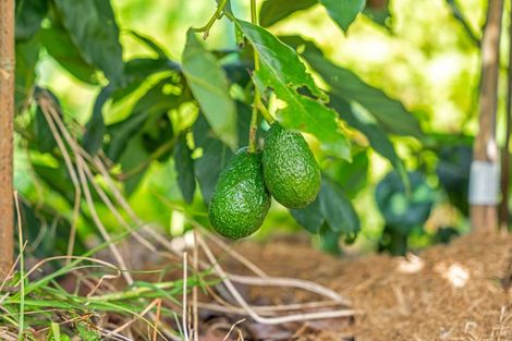 Photo of property in 5 Church Street, Aratapu, Dargaville, 0371